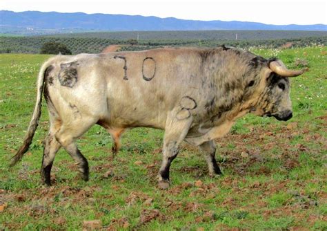 El Toro De Cenicientos Ganader A De Sobral Los Cebadas Portugueses