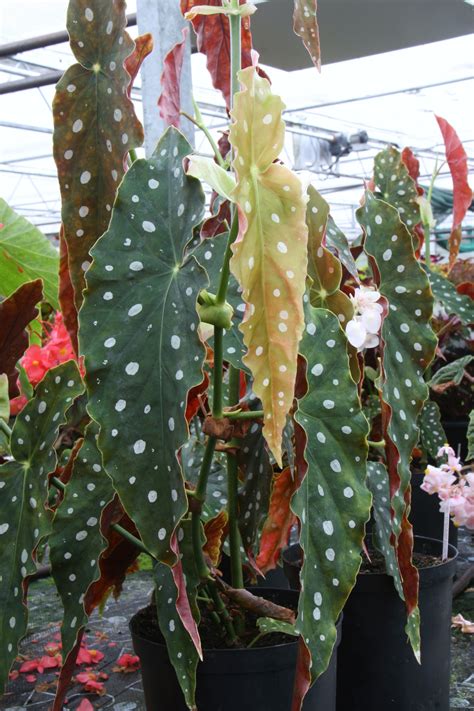 Begonia maculata 'Wightii' – Dibleys