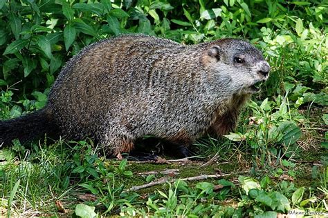 Giant Groundhog This Is The Largest Groundhog I Have Ever Flickr