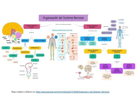 Organizaci N Del Sistema Nervioso Imed Udocz