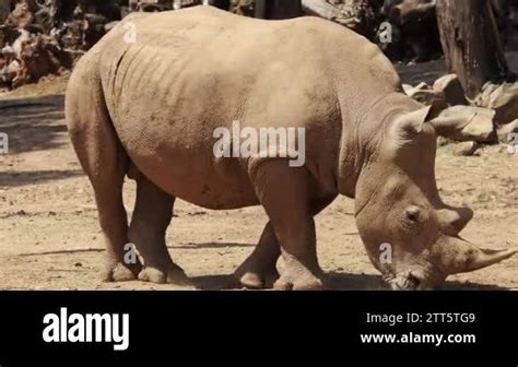 White Rhinoceros Or Square Lipped Rhinoceros Ceratotherium Simum Is