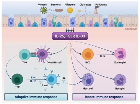 Biomedicines Free Full Text Monoclonal Antibodies Targeting Alarmins A New Perspective For