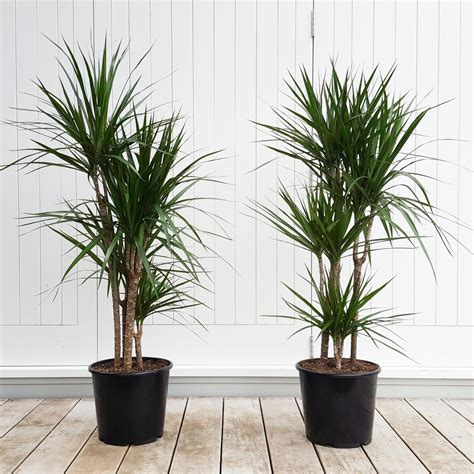 Best Tall Plants For Indoors Back Gardener