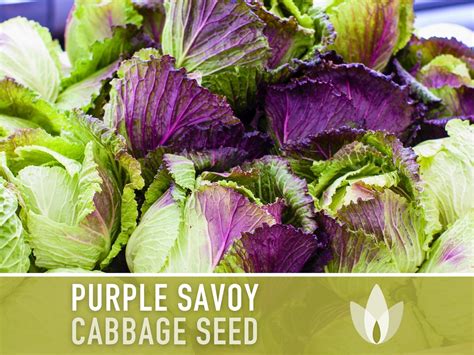 Purple Savoy Cabbage 150 Seeds Heirloom Seeds Fall Garden Cold
