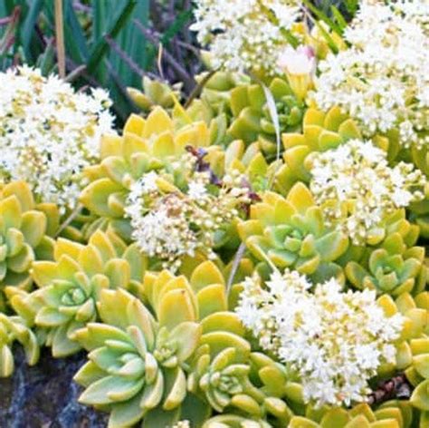 Golden Light Sedum Star Nursery Garden And Rock Centers