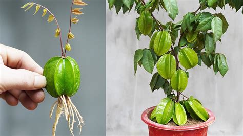 Simple And Easy Tips For Growing Star Fruit With Star Fruit Anyone Can