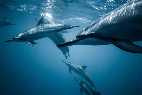 Cómo se comunican los delfines Un lenguaje especial