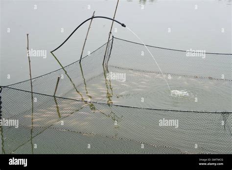 Tilapia fish breeding in pond Stock Photo - Alamy