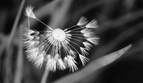 vom winde verweht Foto & Bild | pflanzen, pilze & flechten, blüten ...