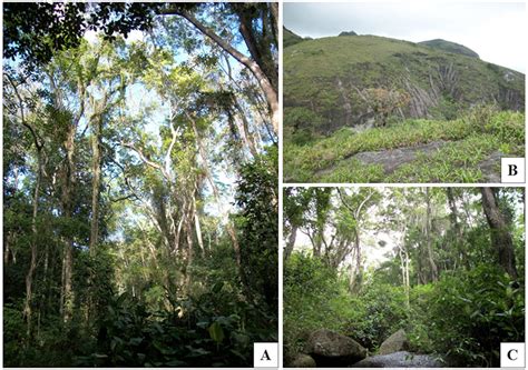 SciELO - Brasil - Floristic inventory and conservation of one of the ... 