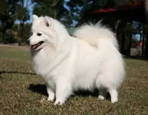 Learn More About the Japanese Spitz, Its Puppies, Life Expectancy and More! - Dogable