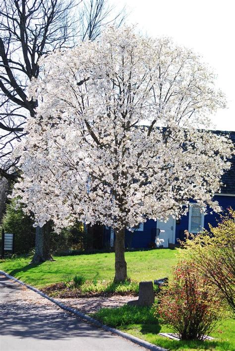 Ein Blühender Weißer Baum Im Frühjahr in Einem Kleinen Dorf in