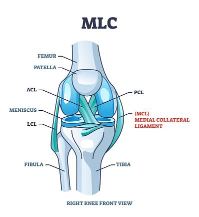 Mlc Atau Medial Collateral Ligament Lokasi Anatomi Dalam Diagram Garis ...