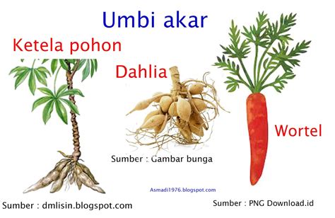 Reproduksi Vegetatif Tumbuhan Angiospermae Pojok Ipa