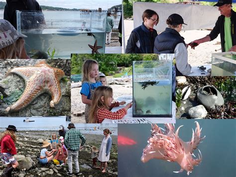 Ocean's Day Intertidal Exploration! - Mayne Island Conservancy