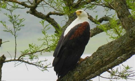 African Fish Eagle Haliaeetus Vocifer Bdi