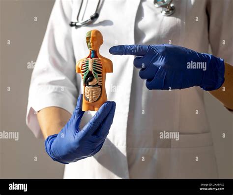 Concept of thyroid and trachea diseases. Endocrinologist with human 3d ...