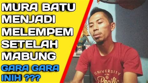 Penyebab Murai Batu Jadi Tidak Bunyi Dan Susah Di Setting YouTube