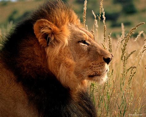 Dangerous Lion | Wild Animal | Wild Life