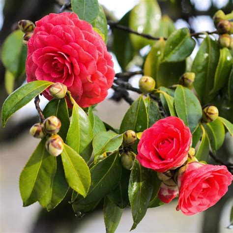 Alder Oak Gal Tom Knudsen Camellia Plant With Red Flowers Cato