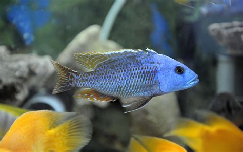 African Cichlids: Care, Food, Fish Tank, Types & Behavior (2019 Guide)