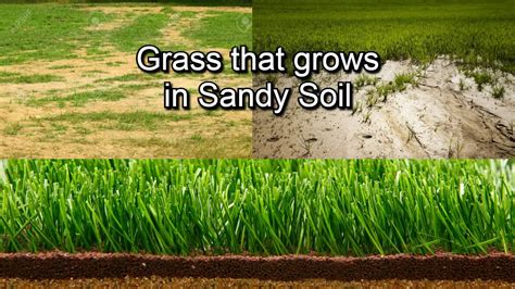 Grass That Grows In Sand Top 5 Sandy Soil Types Grass Lawns Care