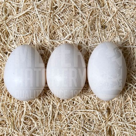 Bantam Chicken Hatching Eggs