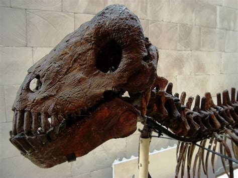 The Orlov Museum of Paleontology (Палеонтологический музей… | Flickr