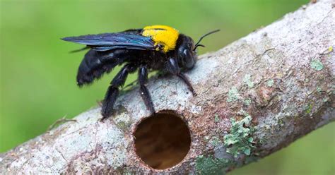 How To Stop Carpenter Bees From Attacking Your Home