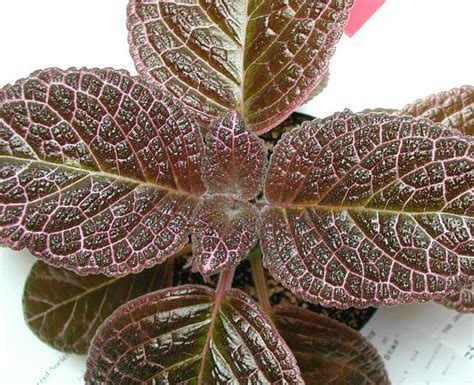 Episcia ‘black Star Gesneriad Reference Web