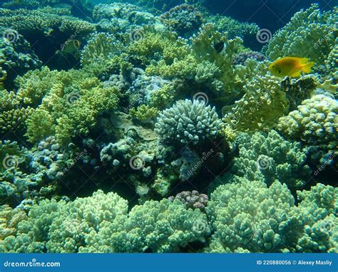 Stunning Undersea Coral Reef View Red Sea Egypt Sharm El Sheikh