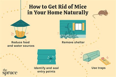 4 Natural Ways To Get Rid Of Mice In Your Home