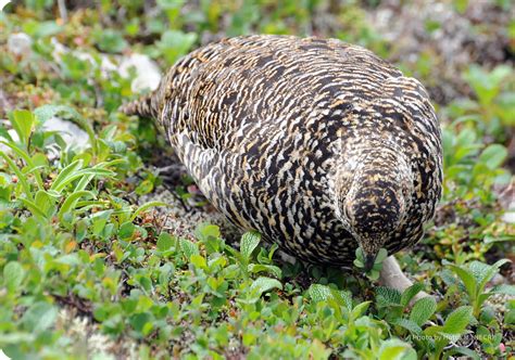 ライチョウの生態 ライチョウ保護スクラムプロジェクト