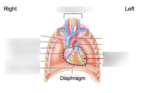 CV Anatomy 2 8 Diagram Quizlet