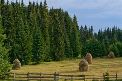 Forest Farming: Cultivating Sustainability in Wooded Landscapes