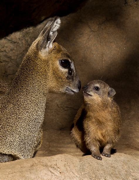 Klipspringer | San Diego Zoo Animals & Plants