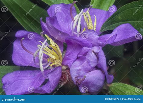 The Wild Purple Melastoma Malabathricum Flower Stock Image Image Of