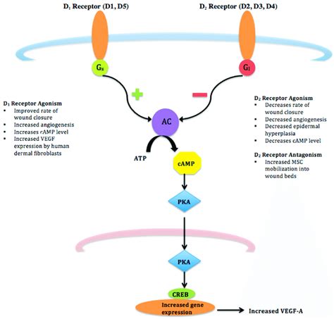 D 1 And D 2 Receptor Pathways D 1 And D 2 Receptors Are G Protein