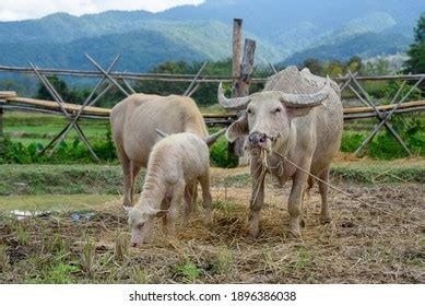 835 Albino cow Images, Stock Photos & Vectors | Shutterstock