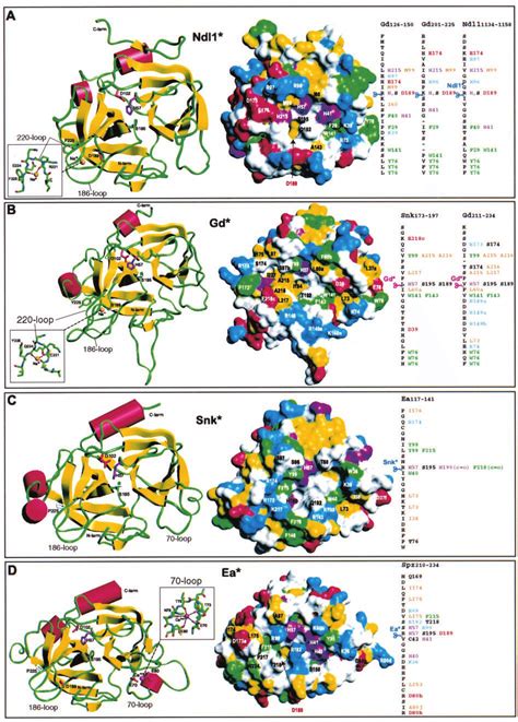 Three Dimensional Homology Models Of Ndl A Gd B Snk C And