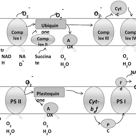 Major Enzymes Involved In Ros Scavenging With Their Catalyzed Reaction