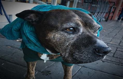 Il tuo cane anziano non smette di tremare In questi casi c è qualcosa