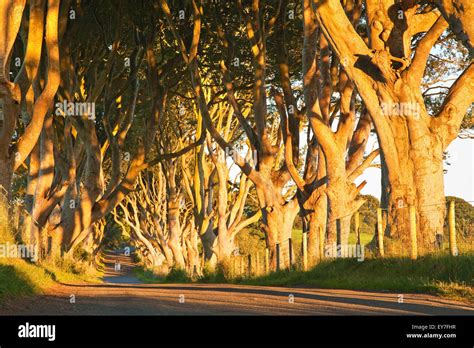 The Dark Hedges Location Of The Kings Road In Game Of Thrones Stock