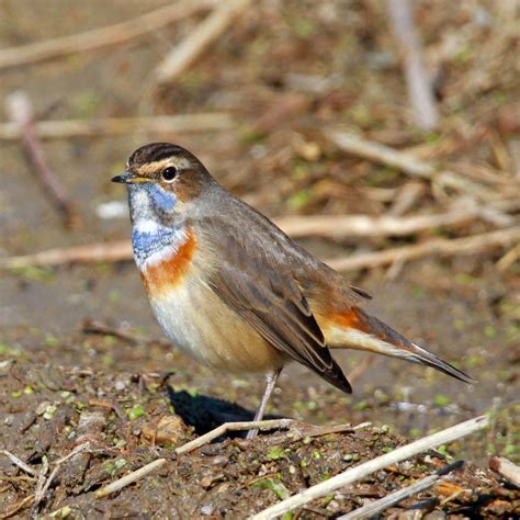 Ruise Or Pechiazul Luscinia Svecica Bluethroat Ruise Or Flickr