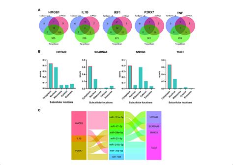 The Construction Of The LncRNA MiRNA MRNA CeRNA Network Of CSU A