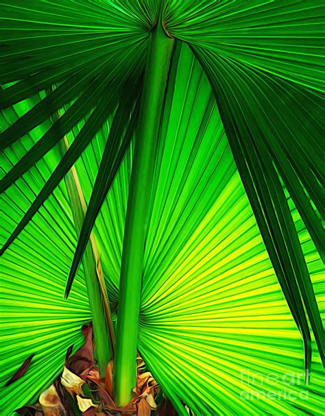 Palmetto Fronds Photograph By Mike Nellums Pixels