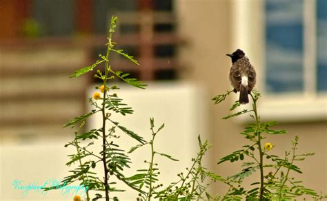 Red Vented Bulbul Visioplanet Photography