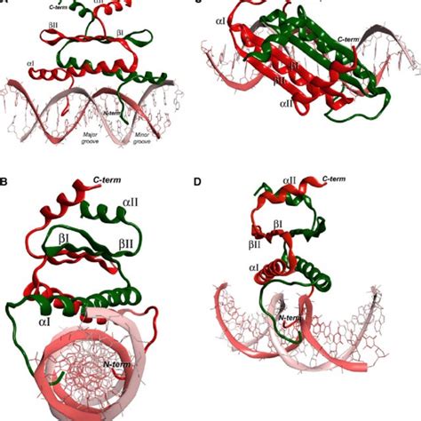 Sequence Alignment Of Selected Mads Box Proteins Mimads Kf214778