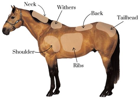 Body Condition Scoring Of Horses — Davis Equine Services