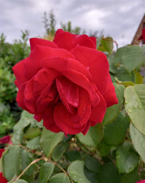 Solve Red Rose Jigsaw Puzzle Online With Pieces